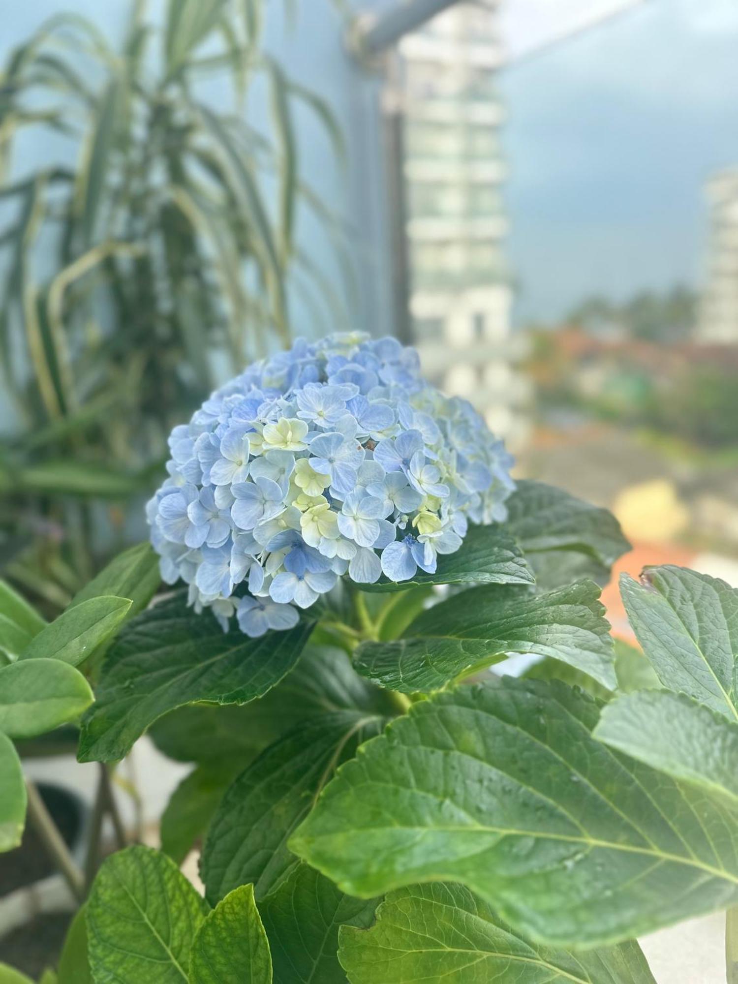 Homestay Symphony